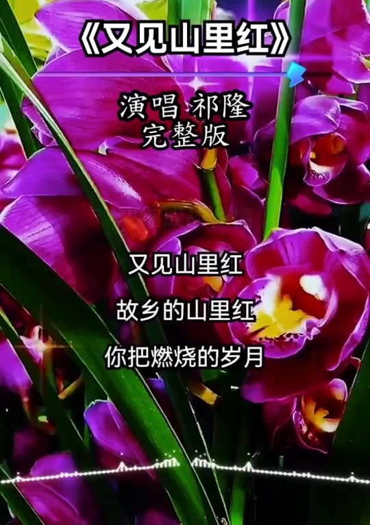 山里红歌曲原唱(山里红歌曲原唱简谱)