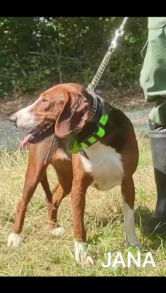 神秘狗参加比赛吗 - 抖音