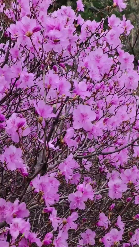 涞源石窝长城杜鹃花