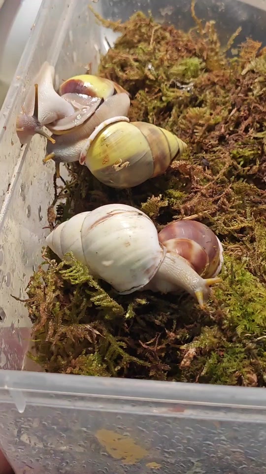 有它pet:多恩树蜗牛～#蜗牛 个体应该有5-6cm 最大的树蜗牛了