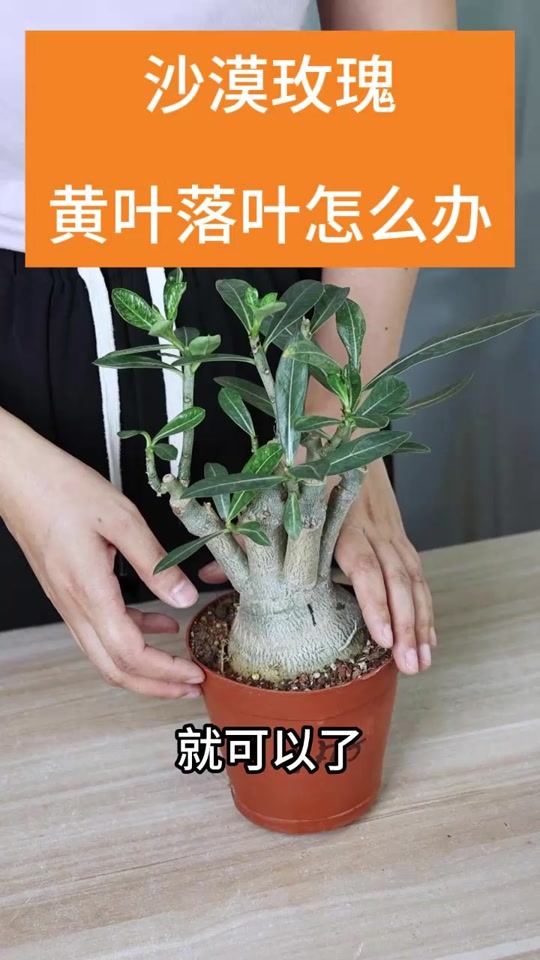 沙漠玫瑰为什么黄叶