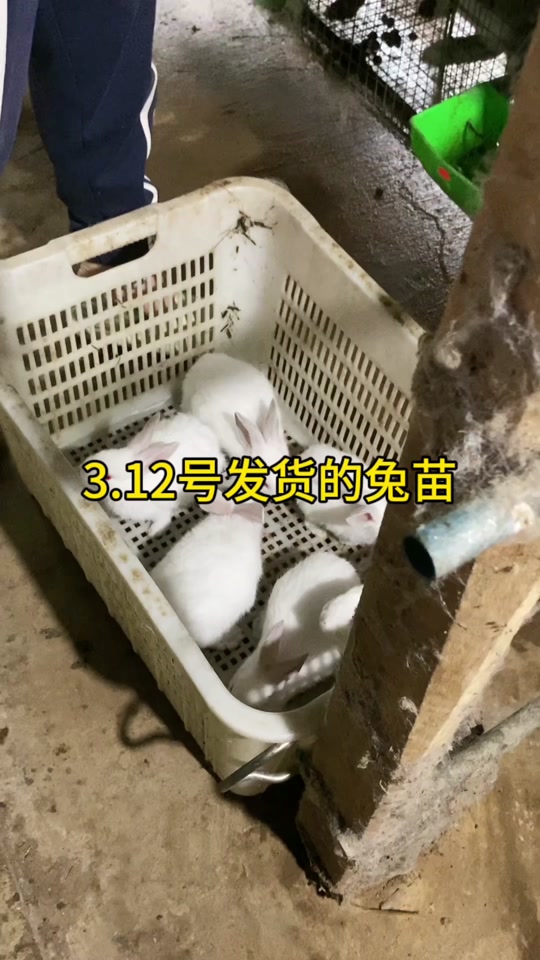 兔苗批发10元一只