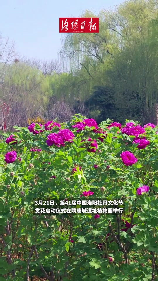 第41届中国洛阳牡丹文化节的影响 - 抖音