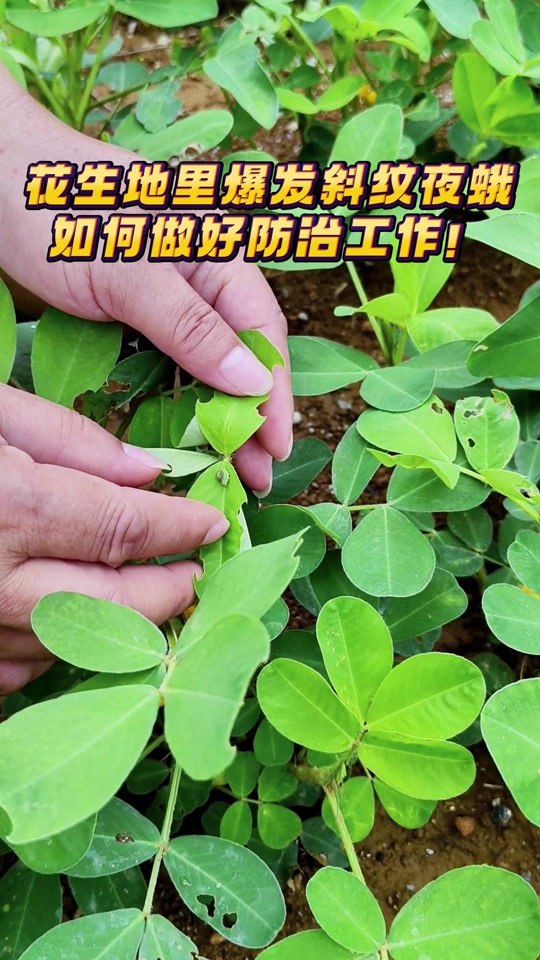农技先锋:花生地里爆发斜纹夜蛾,我们应该如何做好防治工作?