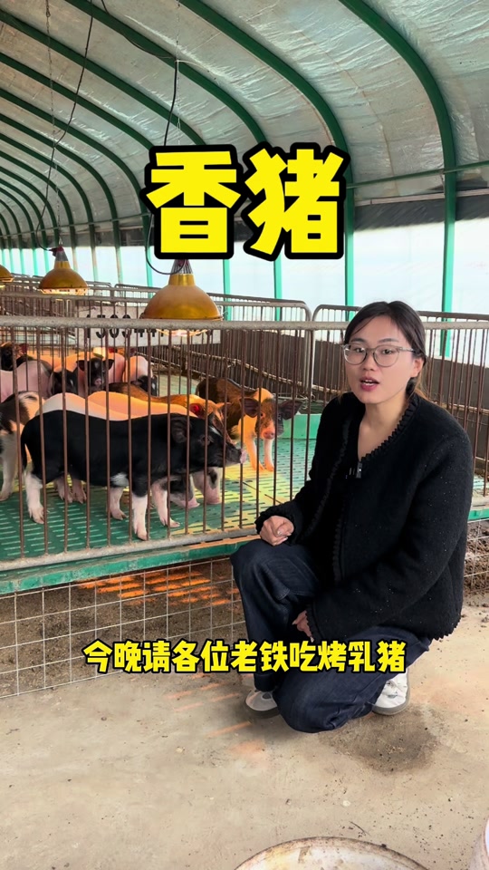 小香猪多少钱一只