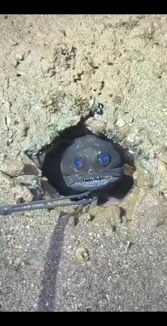 大脑袋大眼睛大嘴巴,这就是神奇的后颌鱼