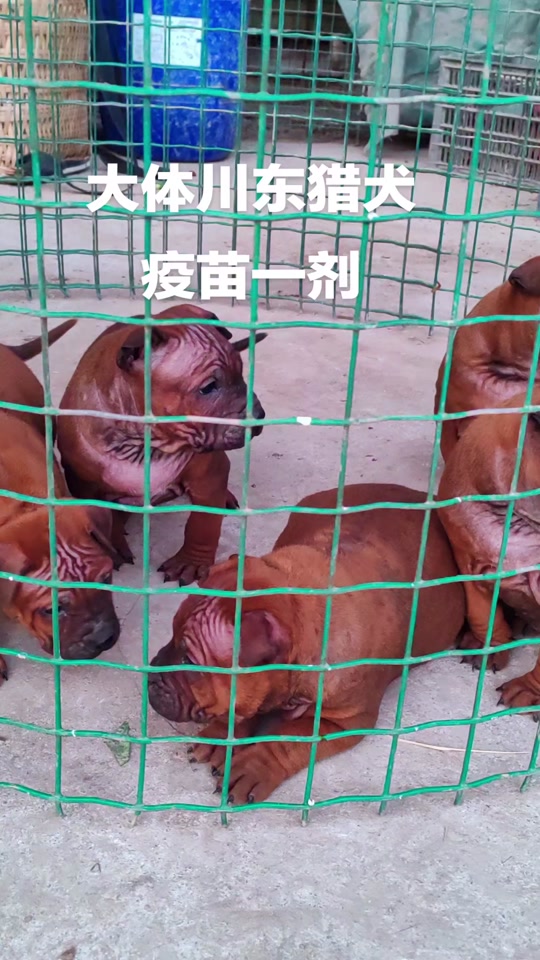 川东猎犬的缺点