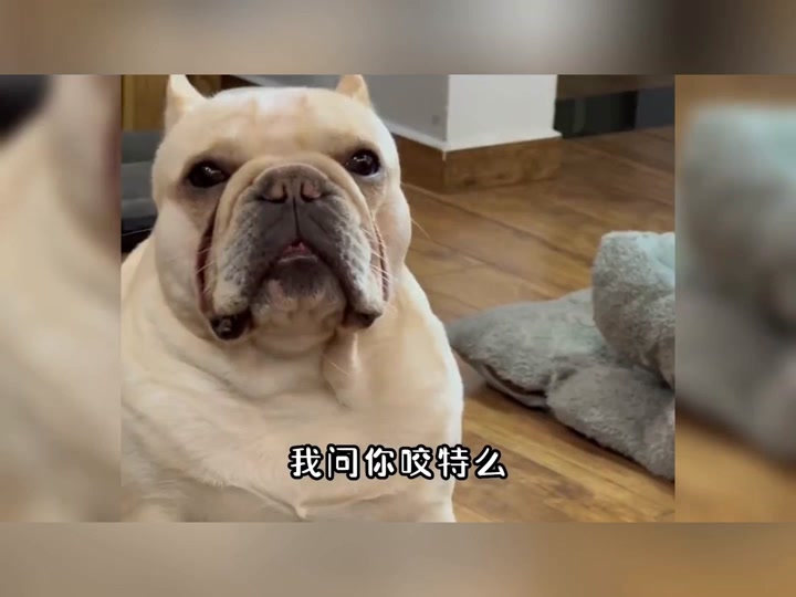 训狗基础教程表情包 - 抖音