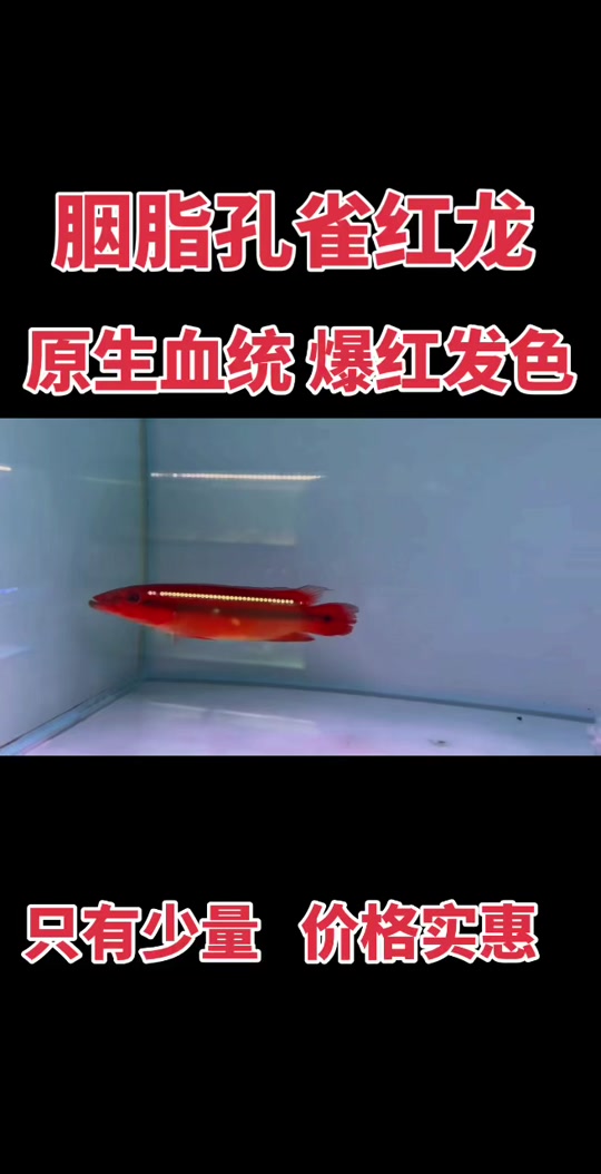 胭脂孔雀龙_胭脂孔雀龙鱼能长多大_胭脂孔雀龙吃什么 - 抖音