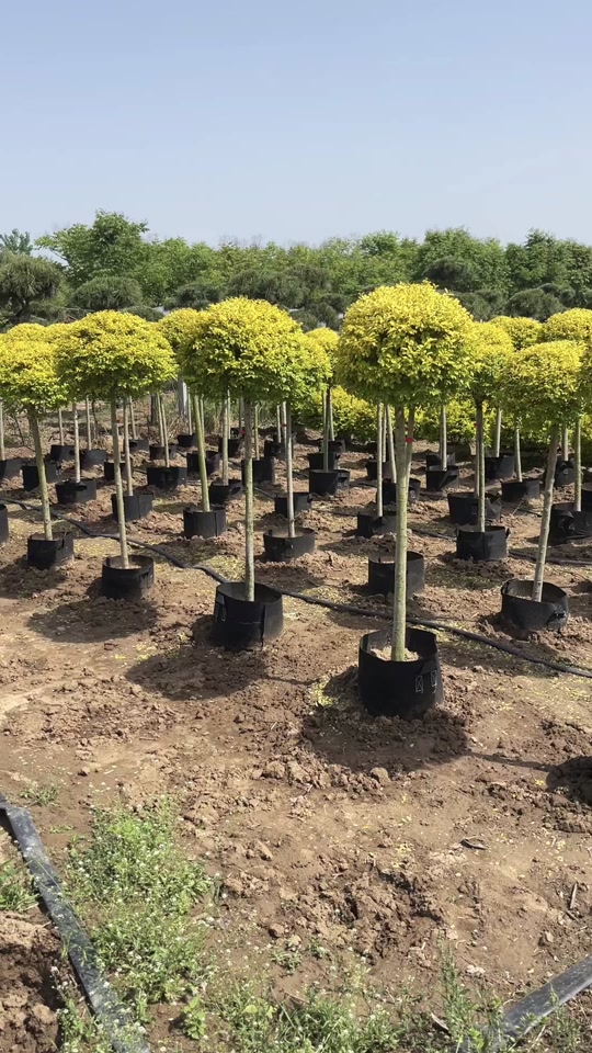 浩瀚园林绿化:庭院常用造型树 "亮晶女贞棒棒糖" ,97亮晶女贞能耐寒