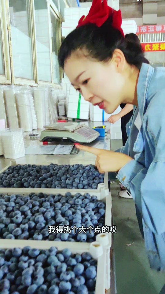吃蓝莓挑大个的吃#蓝莓 #丹东蓝莓 #水果 #新鲜采摘