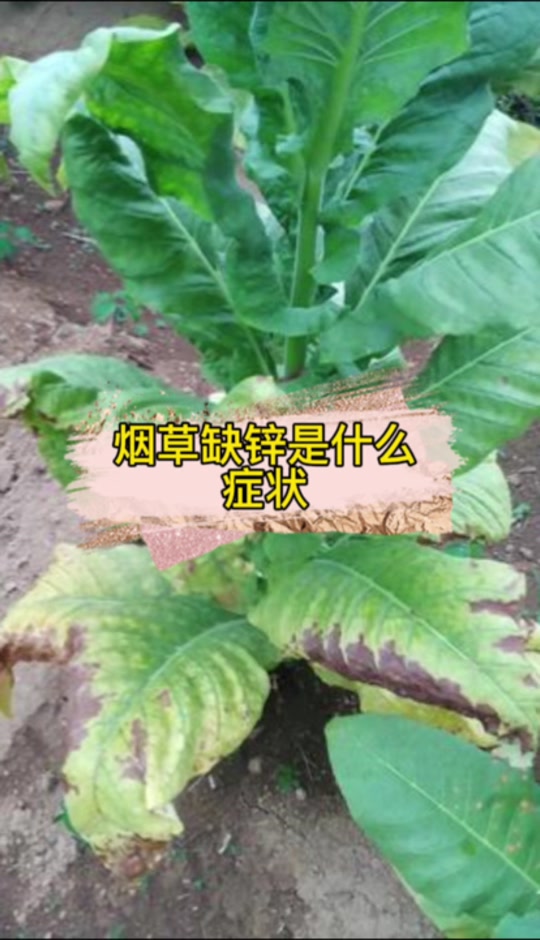烤烟缺锌的症状
