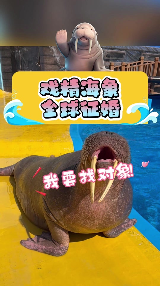 海象人风筝宠物怎么获得