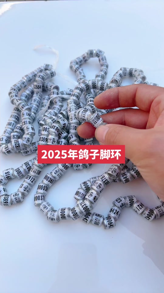 鸽子脚环2025最新款