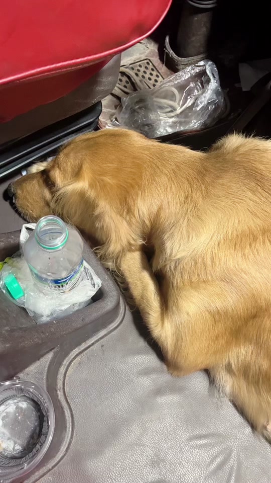 我们的田园犬小黑狗,民间传说中的五黑麒麟犬,被视为辟邪镇宅之狗,但