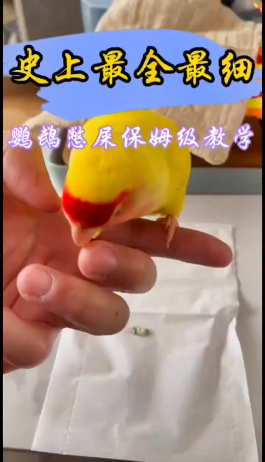 用口罩做鹦鹉屎兜_怎么给鹦鹉穿屎兜_鹦鹉带屎兜会不会感染 - 抖音