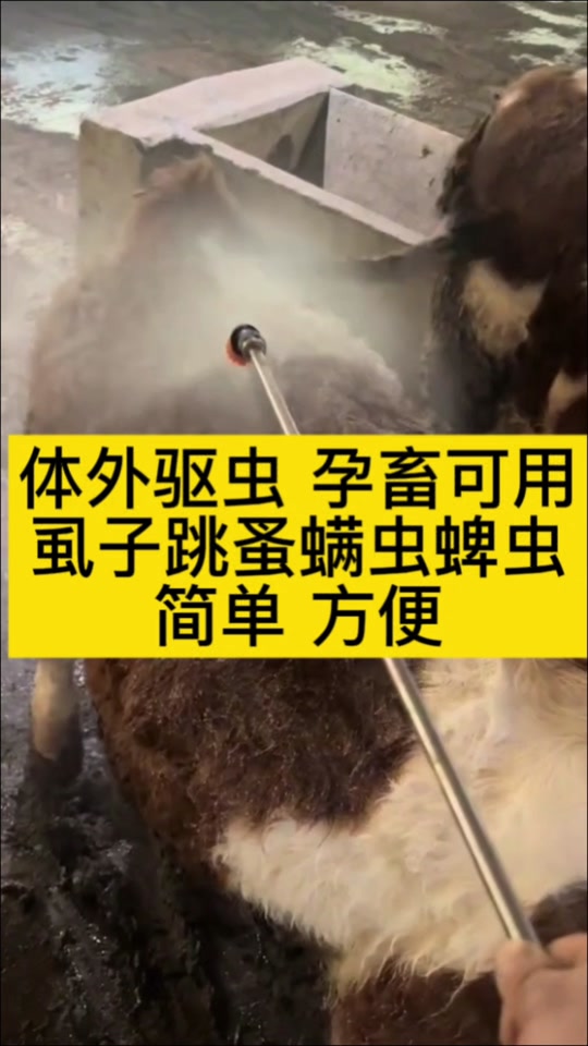 牛身上的蜱虫清理神器