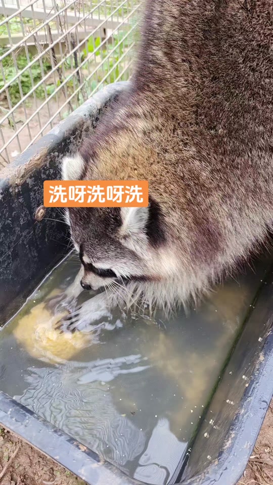 爱干净的浣熊中班音乐 - 抖音
