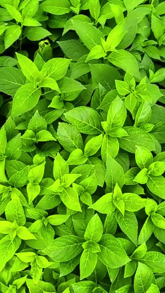 八仙花 叶柄粗壮,长1