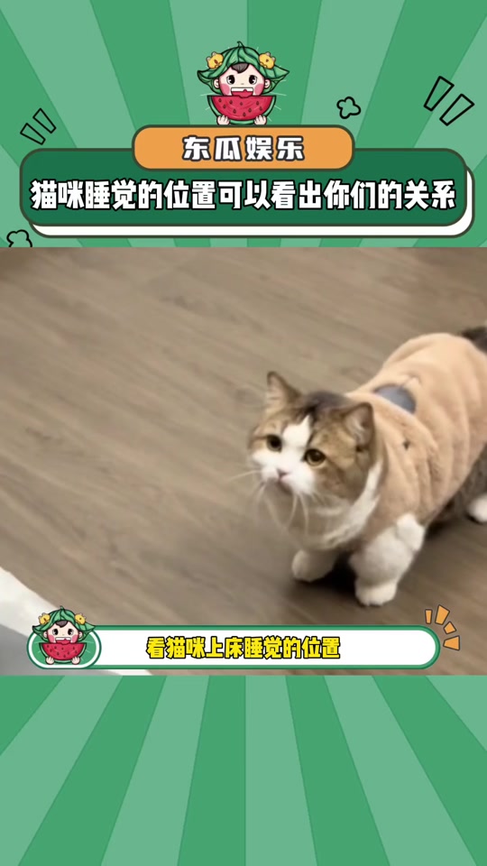 猫为什么睡主人头旁边