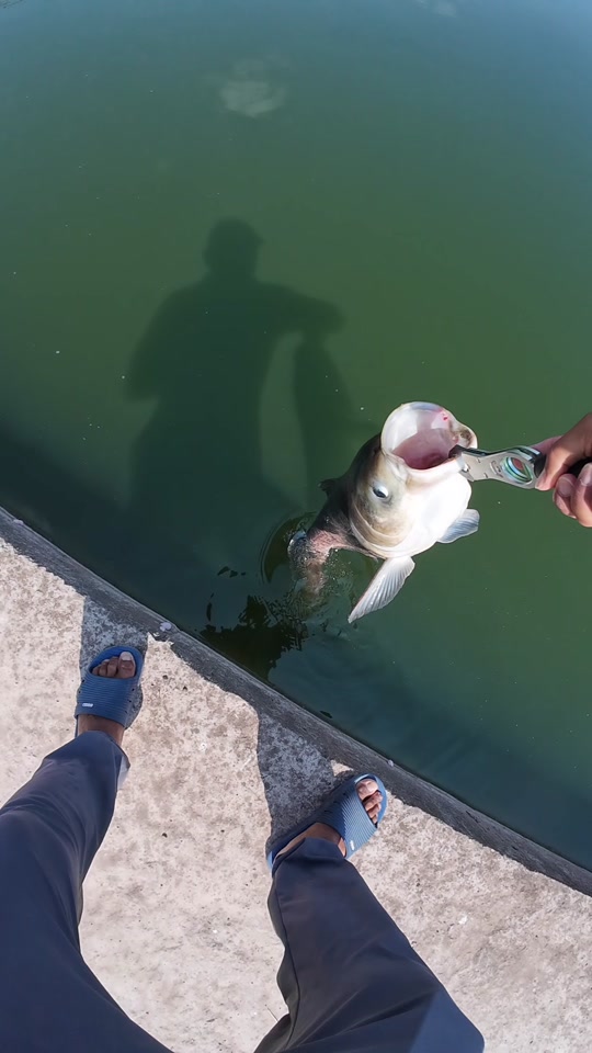 天元千川鲤四代秒杀