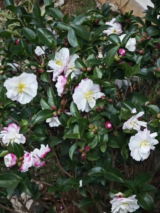 小米note13pro动图怎么开启 - 抖音