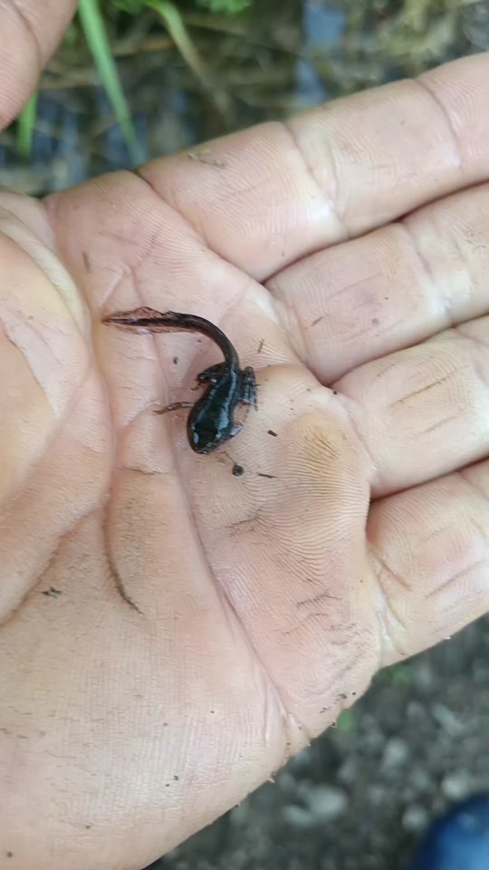 林蛙蝌蚪以长出四肢,马上要进入山林生活#户外 #林蛙 #养蛙人加油