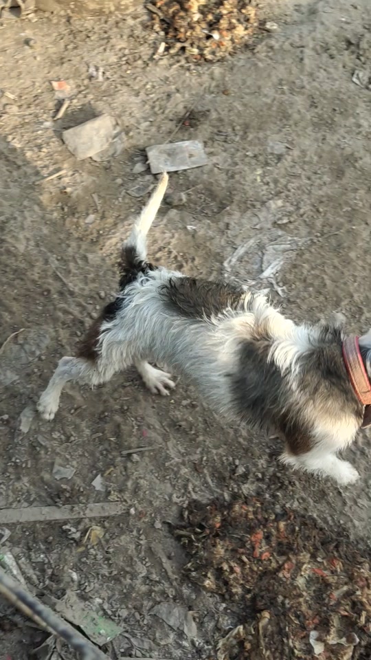 贤轩阁商贸:中体黄头刚毛太仓猎犬!九个月了