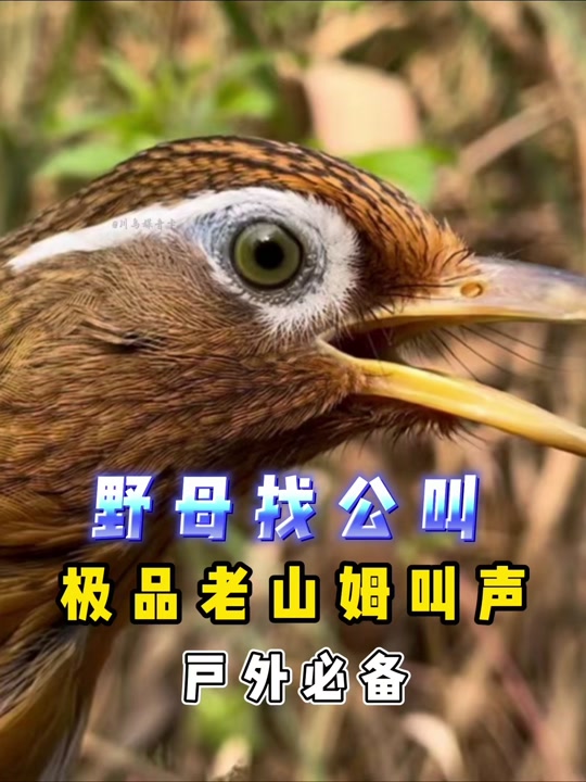 母画眉找幼鸟叫声 - 抖音