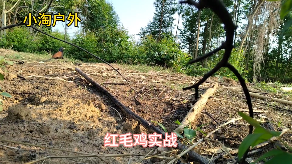 红毛鸡求偶叫声mp3_一年捉红毛鸡绝杀叫声_捉红毛鸡放音技巧 - 抖音