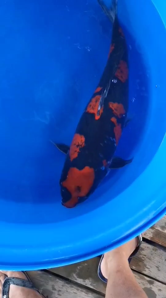 一和苑锦鲤景观工程服务中心:60公分 重墨昭和锦鲤 黝黑底盘 绯盘飞舞