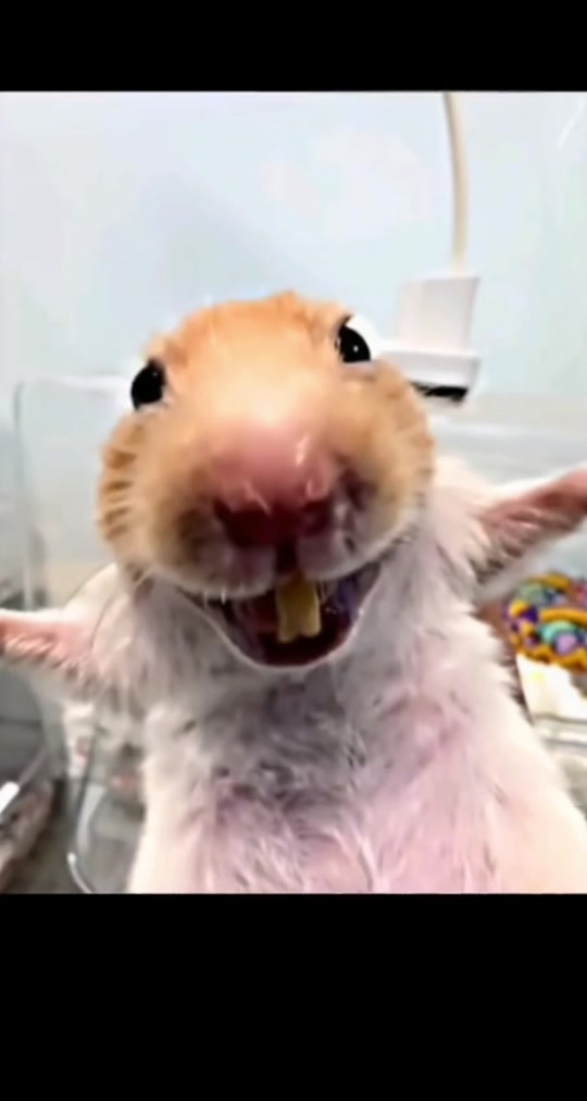 老鼠狂笑表情包