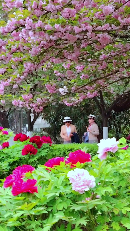 巢湖今年4月4号牡丹花开了多少朵 - 抖音