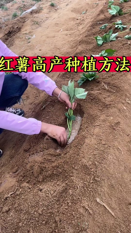 红薯平栽法