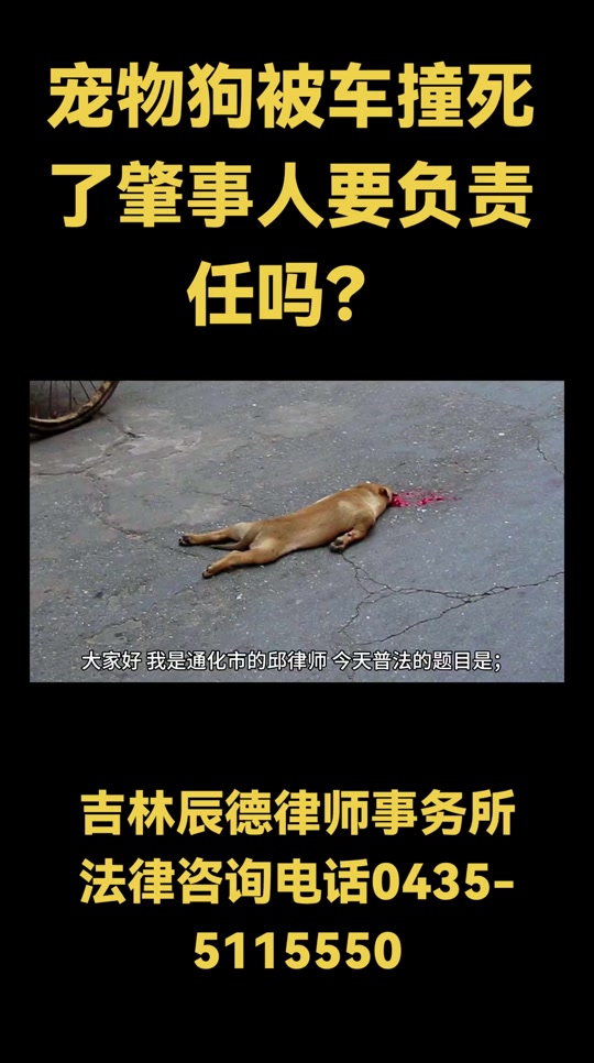 狗狗被车撞死后能超度吗-狗狗被车撞死后多长时间转世