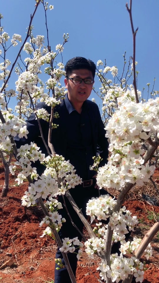 2024年鹤庆奇峰梨花最佳观赏时间 - 抖音