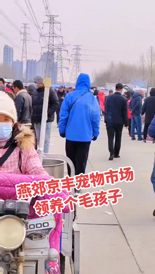 燕郊京丰狗市2024开市时间 - 抖音