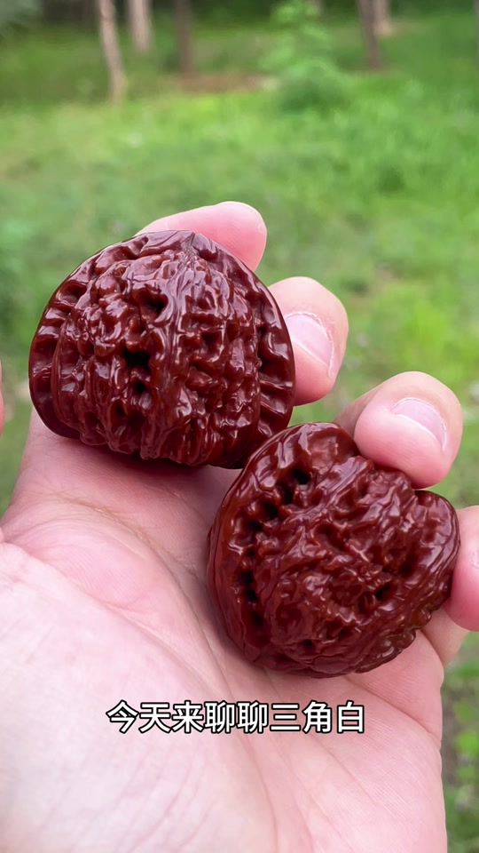 文玩核桃 三角白獅子 文玩核桃界的白狮子：一物一图三角闷尖狮子头手捻精品，收藏级艺术品