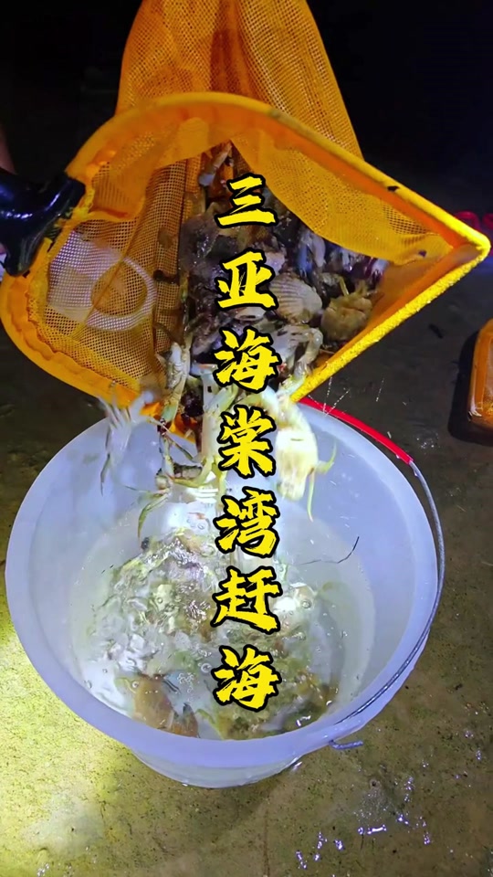 11月26号海棠湾几点赶海 - 抖音