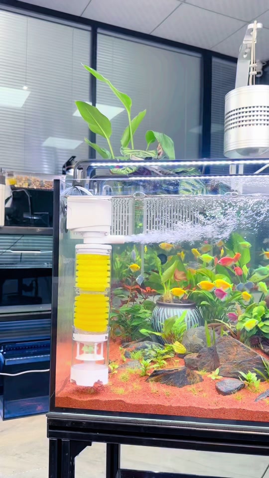 透明马桶水箱养鱼