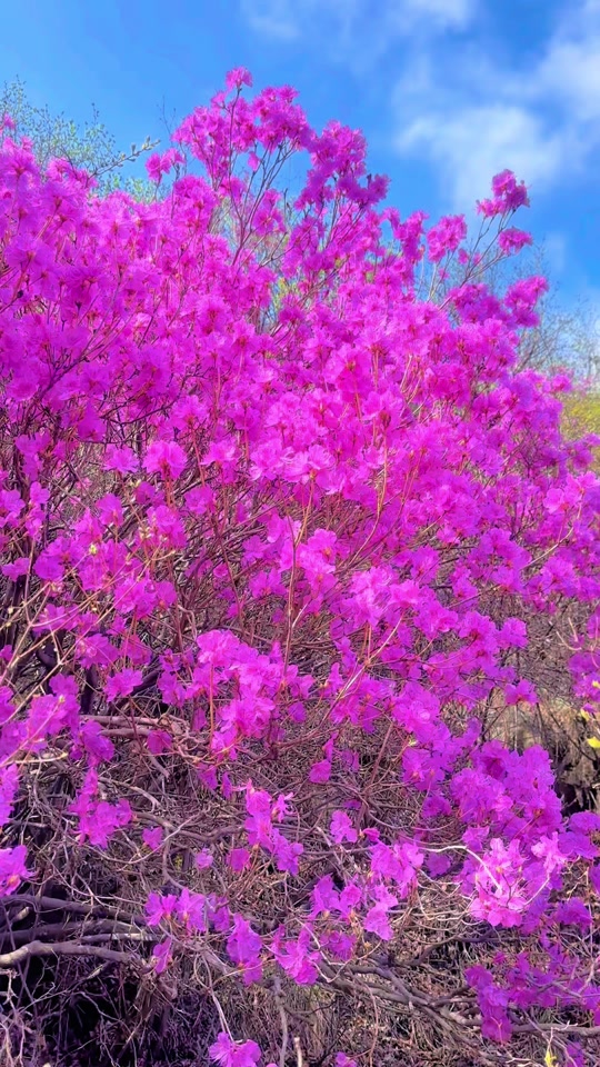 涞源石窝长城杜鹃花