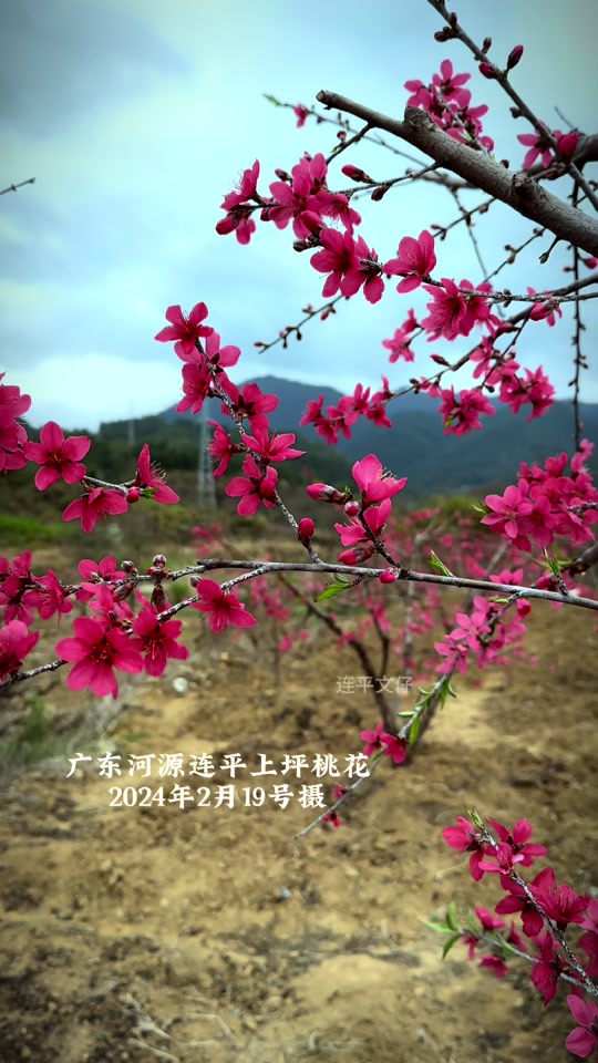 2024年2月19号实拍广东河源连平上坪镇桃花谷附近的桃花,真是姹紫嫣红