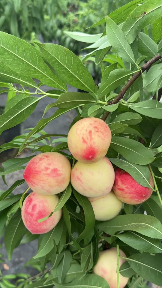 清金桃树延年益寿盆景