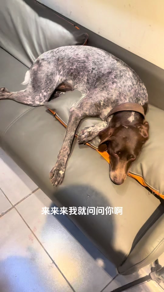川东猎犬的缺点