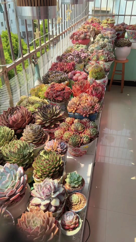 多肉植物醉红颜