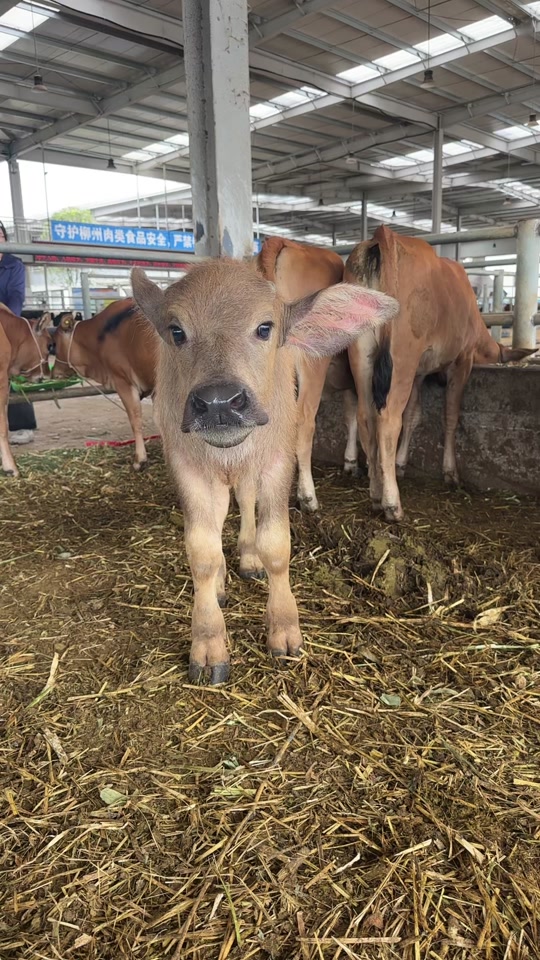 水牛哥开小卖部
