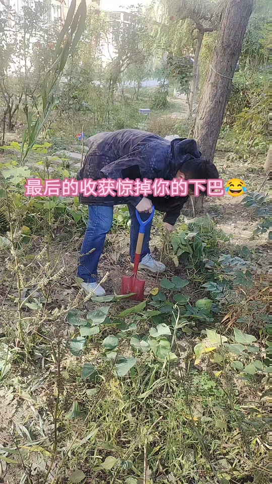 挖红薯 付出和收获不成正比😂