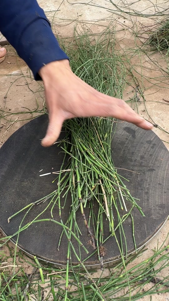 节节草煮豆腐作用