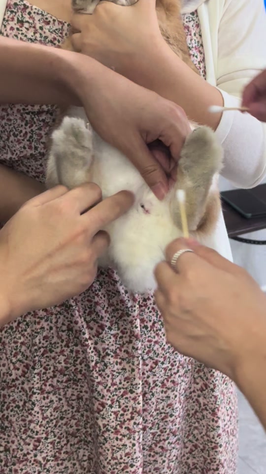 兔子臭腺多久清理一次