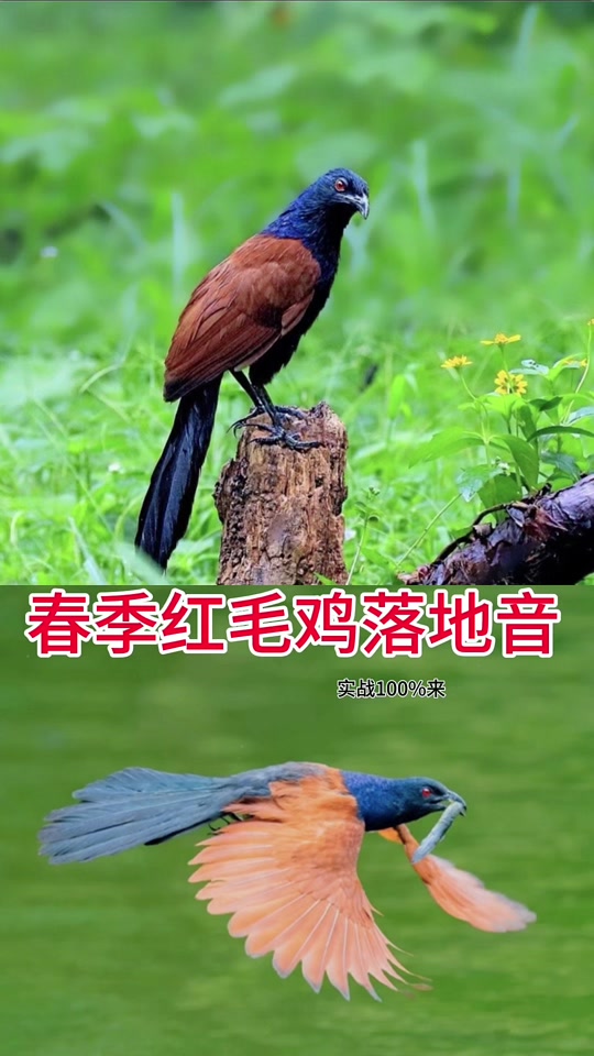 红毛鸡求偶叫声mp3_一年捉红毛鸡绝杀叫声_捉红毛鸡放音技巧 - 抖音